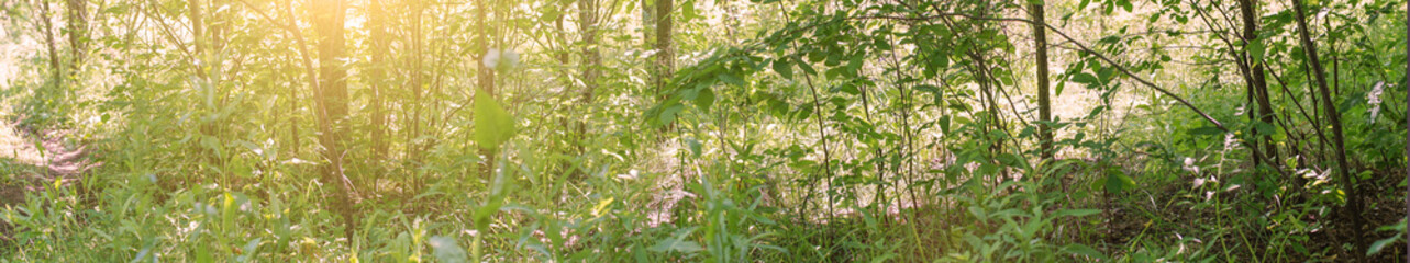 Panorama of forest thicket-glades, grass, and tree trunks in the sunlight