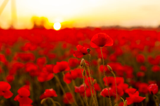 Beautiful background with blooming red poppies at sunset © Sviatlana