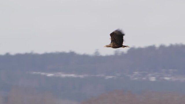 White-tailed sea eagle flying over a forest in Sweden, wide shot