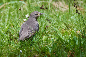 	
Junger Star wartet auf die Fütterung	

