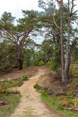 Naklejka na ściany i meble Forest hiking trail in Hoge Veluwe National Park, Netherlands