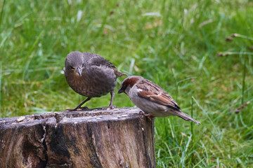 Junger Star und Haussperling bei der Futtersuche