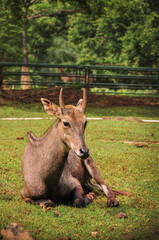 Naklejka na ściany i meble Deer in the Ragunan Zoo