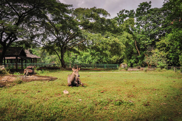 Deer in the Ragunan Zoo