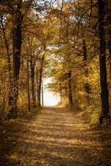 Fototapeta premium Forest trail with in colorful autumn woods with rays of warm sunlight. Hiking path in fall forest