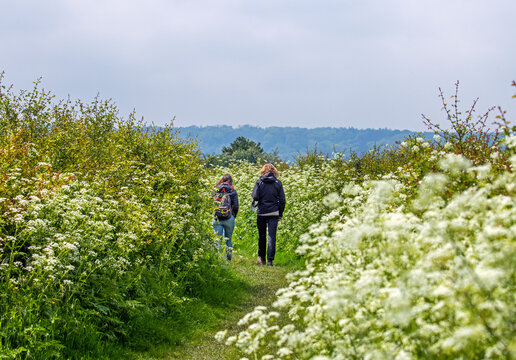 Two women hiking in a rural landscape in spring with flowering cow parsley