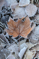 Frozen Maple Leaf On The Ground. Autumn leaves covered with frost - textured background
