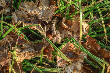 Fallen maple leaves among green grass, illuminated by sunlight. Autumn background, top view