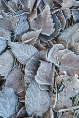 Close-up of dry frozen leaves in ground during fall morning. Autumn leaves covered with frost - textured background