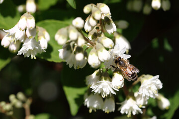Blume mit Biene / Flower with bee / Flos et Apiformes