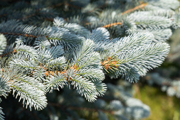 Branch of blue fir tree with orange young cones is on a green background for Christmas decoration