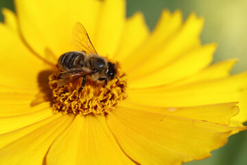 Blume mit Biene / Flower with bee / Flos et Apiformes