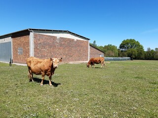 Vacas en una granja al nordeste de Galicia