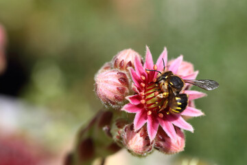 Hauswurz mit Biene / Houseleek with Bee / Sempervivum et Apiformes