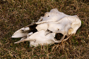 Obraz premium the skull of a cow, gnawed by predators, with its horns cut off on last year's grass