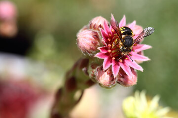 Hauswurz mit Biene / Houseleek with Bee / Sempervivum et Apiformes