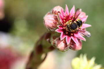Hauswurz mit Biene / Houseleek with Bee / Sempervivum et Apiformes