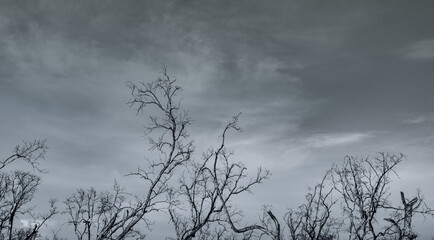 Silhouette dead tree on dark dramatic sky and white clouds background for a peaceful death. Despair and hopeless concept. Sad of nature. Death and sad emotion background. Dead branch unique pattern.