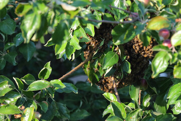  Bienenschwarm / Swarm of bees / Apiformes
