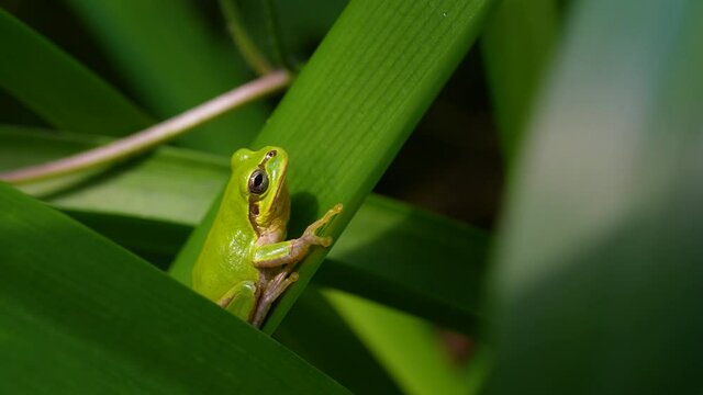 Video of a tree frog on grass.