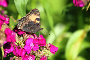 Großer Fuchs / Large tortoiseshell / Nymphalis polychloros