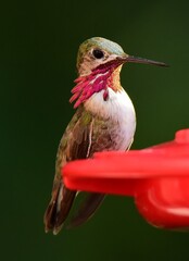 striking male calliope hummingbird perched on a red nectar feeder in summer in broomfield, colorado