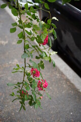 Summer roses are in full bloom.