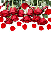 Rows of Red Roses Lined Up Along the Image Edge on White.