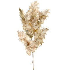 Watercolor tropical card of dry pampas grass. Hand painted exotic bouquet of plant isolated on white background. Floral illustration for design, print, fabric or background.