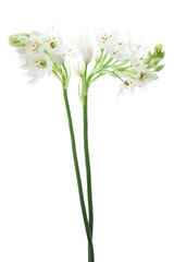 Fototapeta na wymiar 白いオーニソガラムの花