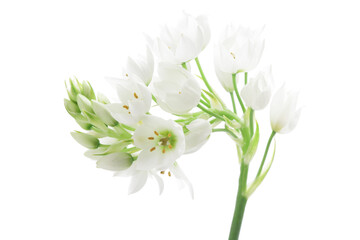 白いオーニソガラムの花