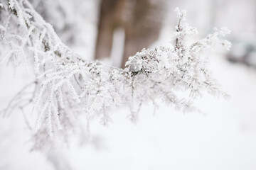 Naklejka premium Frosty branches in hoarfrost. Winter mood. Frosty morning. Beauty of winter