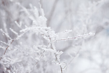 Frosty branches in hoarfrost. Winter mood. Frosty morning. Beauty of winter