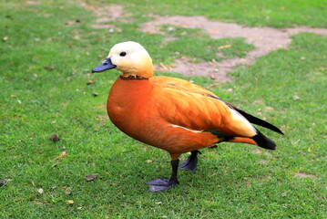 Ogar, red duck, Tadorna ferruginea sits on a green lawn in spring, summer, nature background. Bird on a farm, wildlife. Waterfowl, food, duck hunting