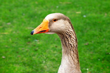 Beautiful gray geese, perigord geese walk on green lawn in summer on goose farm. Goose meat, French foie gras delicacy, poultry on the farm in village. Waterfowl hunting