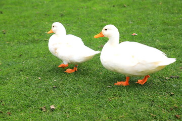 A family of Peking white ducks walk on the green lawn in spring, summer. Ducklings, meat duck, poultry on farm in the village. Waterfowl,delicacy food, hunting