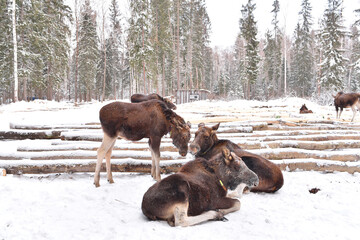 Elk on the Sumarokovskaya moose farm in Kostroma