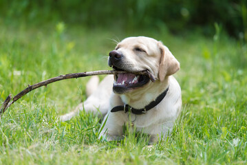 Labrador retriever dog, play with a stick on the fresh grass