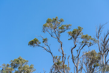 Bush walking in the Ku-ring-gai Chase National Park down to Flint and Steel Beach, north of Sydney, bush walk leading to beach