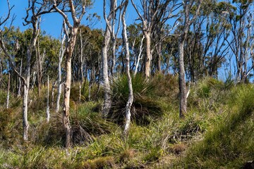 Bush walking in the Ku-ring-gai Chase National Park down to Flint and Steel Beach, north of Sydney,...