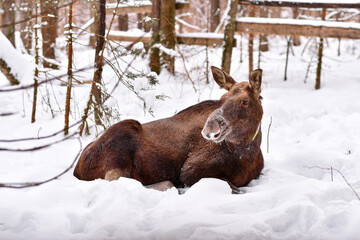 Elk lies on snow on the Sumarokovskaya moose farm in Kostroma