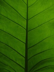 Taro plant leaf, the venation pattern, green colour, background image