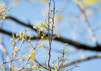 Blue Gray Gnatcatcher