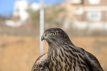 Azor