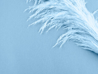 Botanical background with fluffy pampas grass on blue.