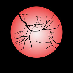 The moon at night and the branches