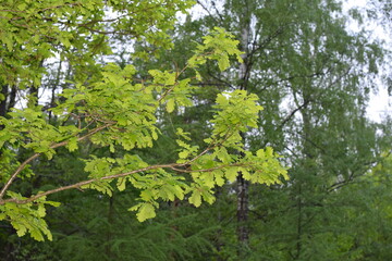 green oak leaves