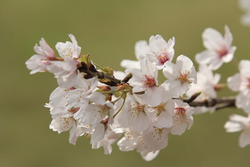 鶯色の背景と桜