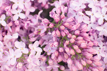 lilac in the garden. natural spring background.