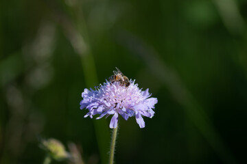 Abeille sur la Knautie des champs 1